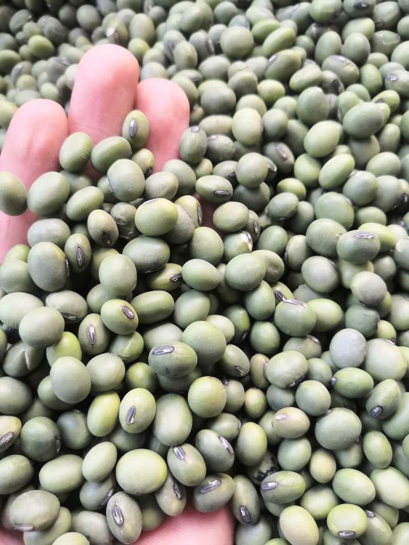 青豆现货供应大粒青豆，泡菜搅渣大青豆袋装50斤