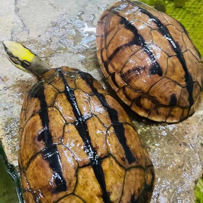 2条稳产黄头母种龟，3.5斤一条，已交配好，今年可以出苗