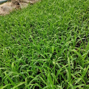 大花萱草，地栽上盆都有苗圃直发，货源充足，质量保证