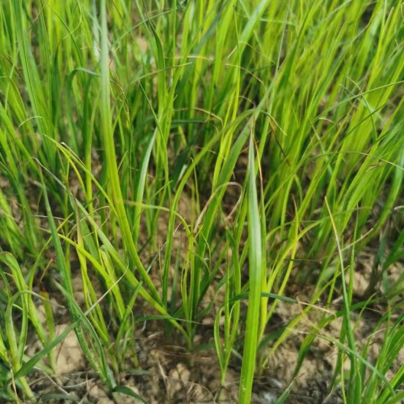 知母苗，产地直供，欢迎客商进店咨询知母直