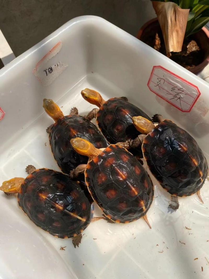5条血红皖南安缘公子，粗鞭可出鞭，3.5两左右，品质保证