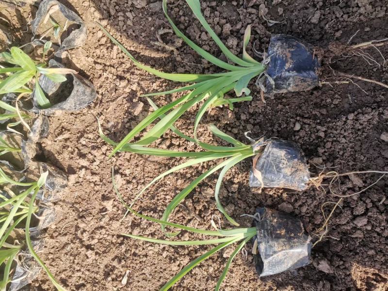 大花萱草，地栽上盆都有苗圃直发，货源充足，质量保证