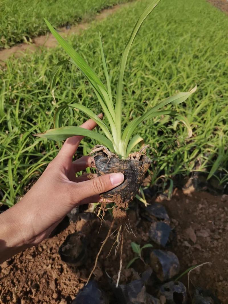大花萱草，地栽上盆都有苗圃直发，货源充足，质量保证