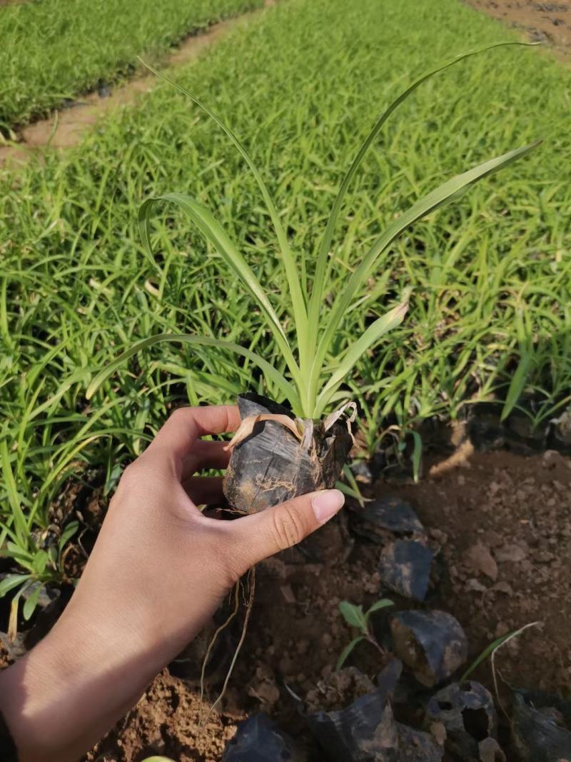 大花萱草，地栽上盆都有苗圃直发，货源充足，质量保证