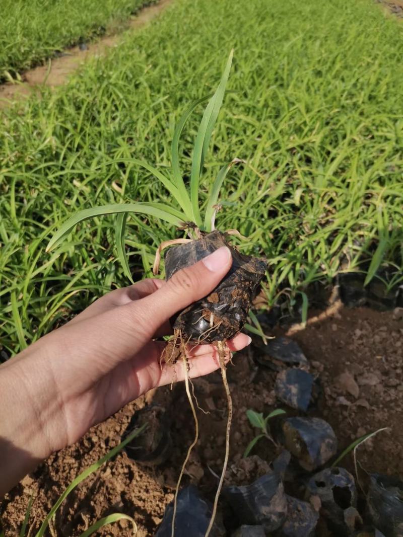 大花萱草，地栽上盆都有苗圃直发，货源充足，质量保证