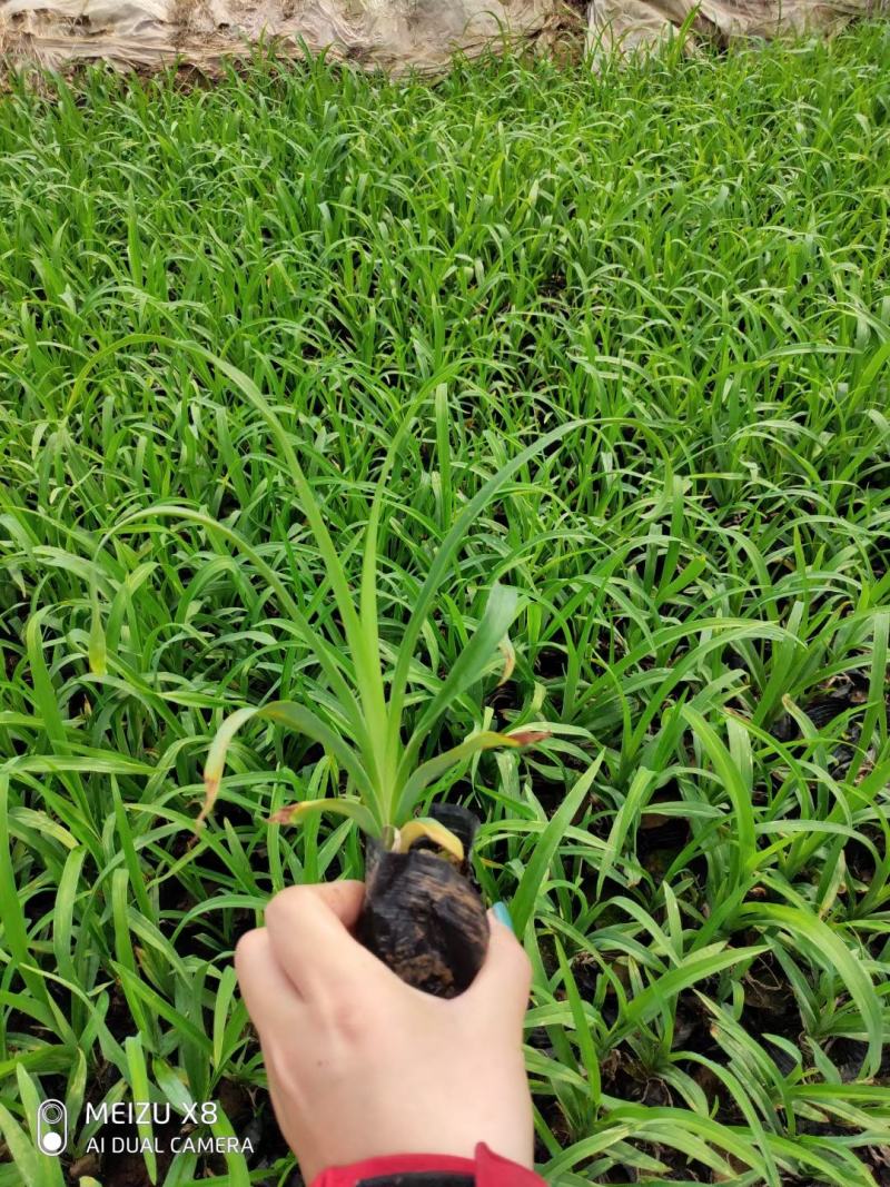 大花萱草，地栽上盆都有苗圃直发，货源充足，质量保证