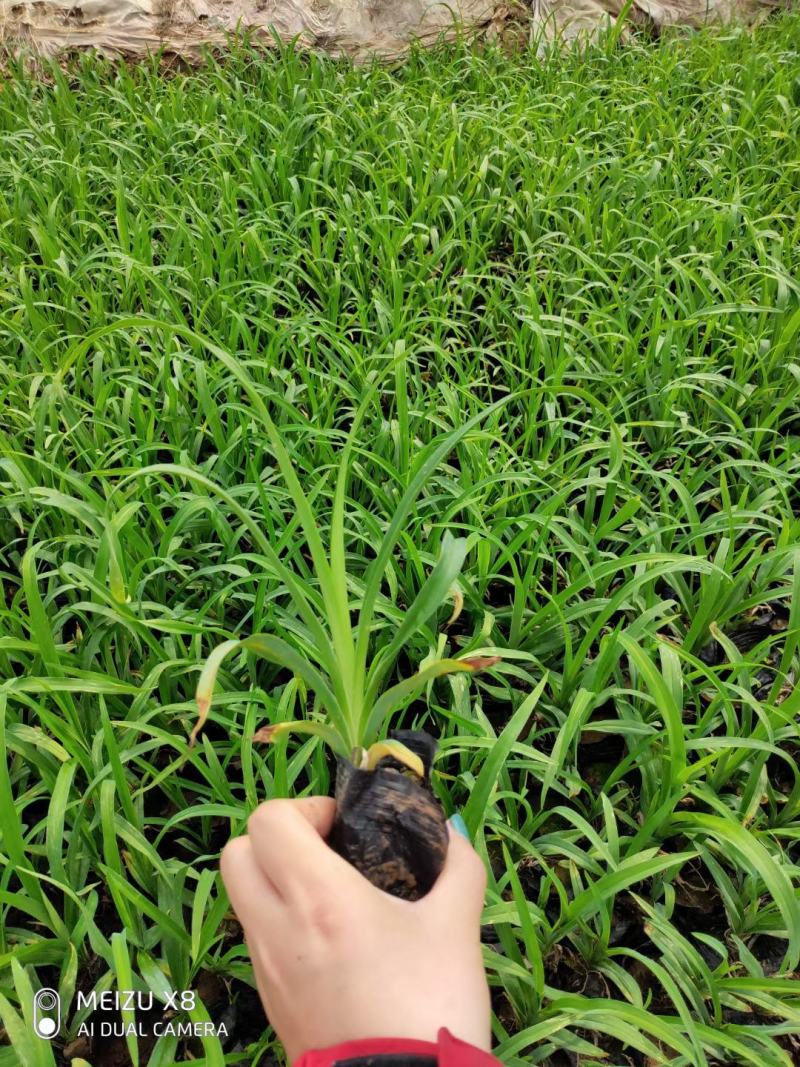大花萱草，地栽上盆都有苗圃直发，货源充足，质量保证