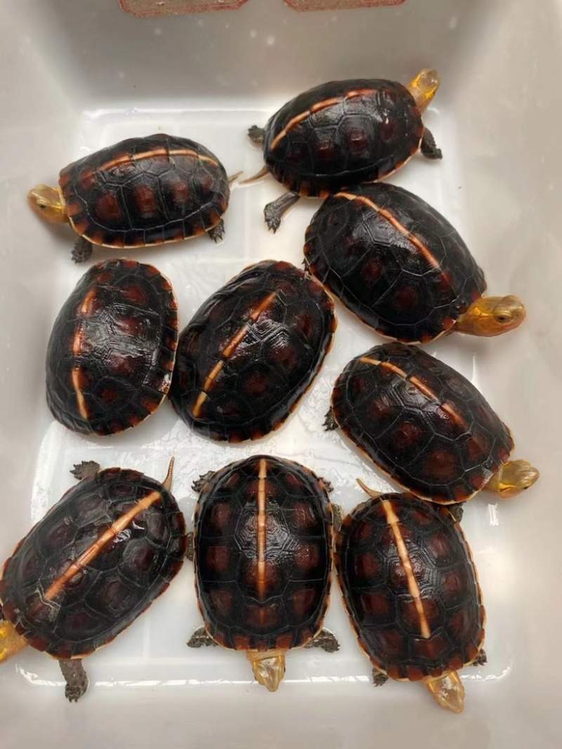 3公6母，精品安缘碌，2两左右一条，健康全品，