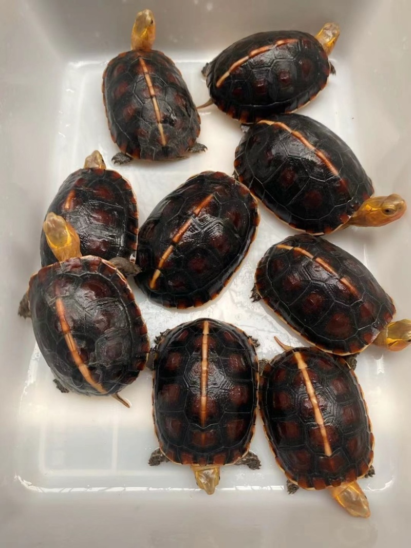 3公6母，精品安缘碌，2两左右一条，健康全品，