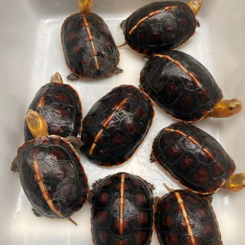 3公6母，精品安缘碌，2两左右一条，健康全品，