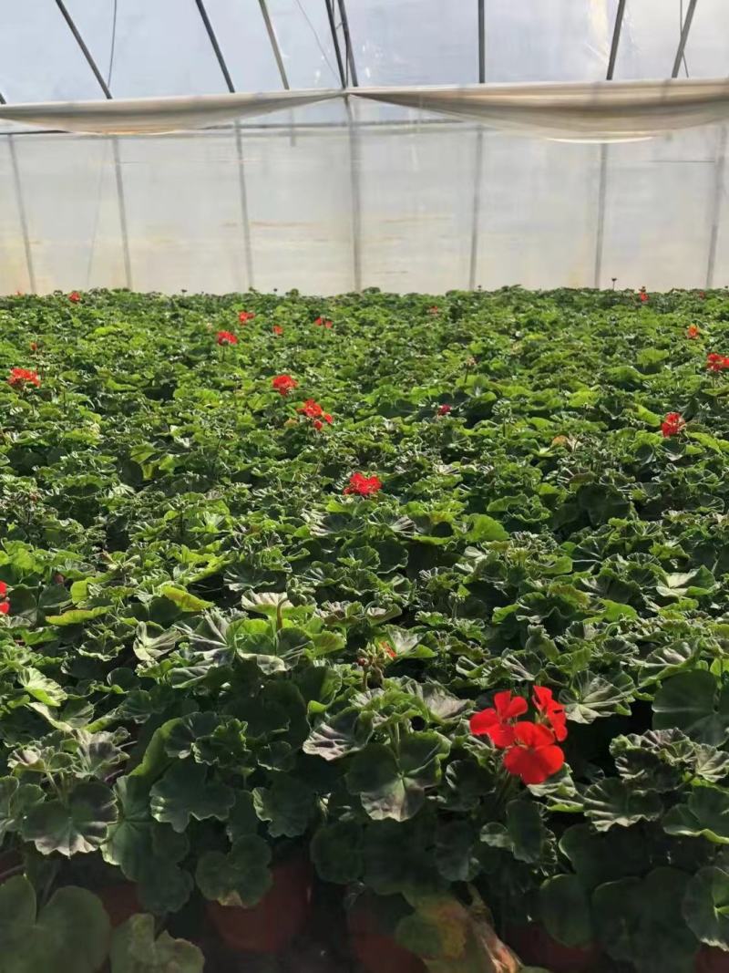 批发天竺葵驱蚊草垂钓天竺葵基地直供质量保证