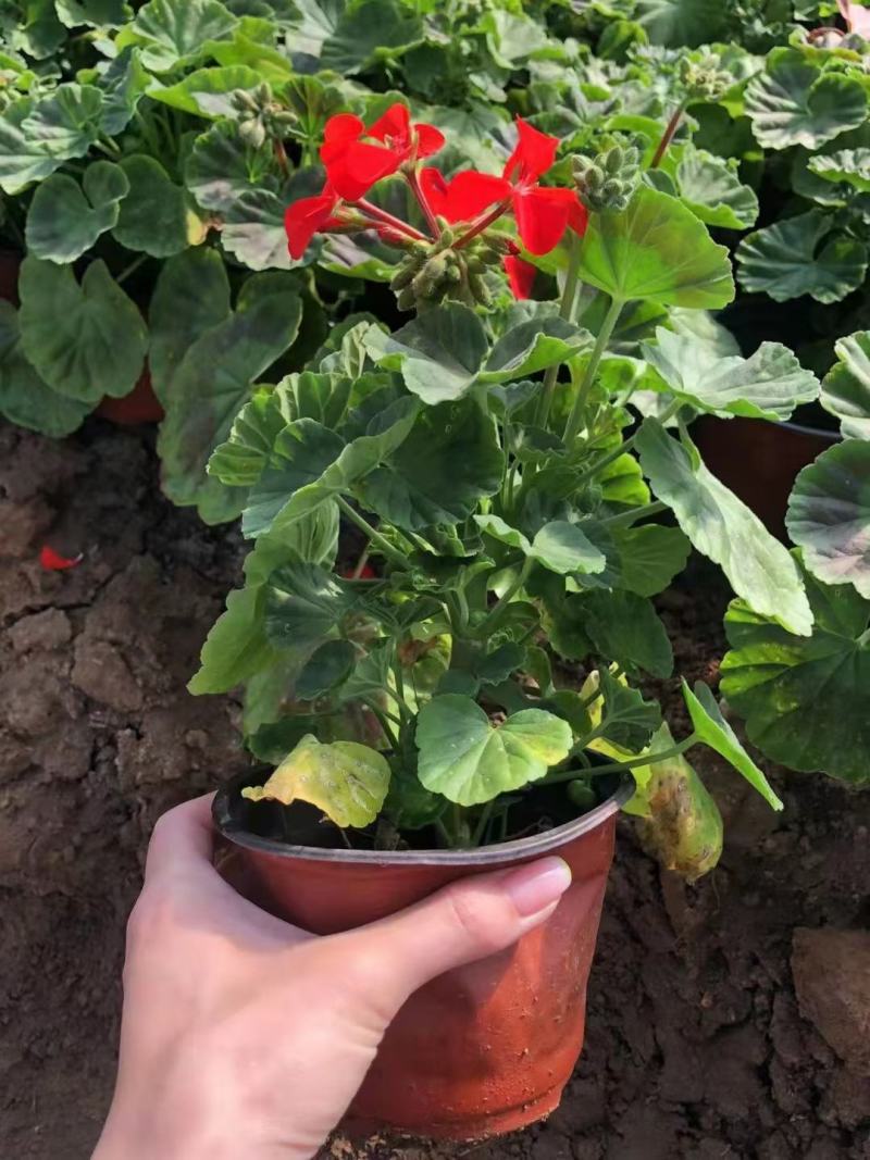 批发天竺葵驱蚊草垂钓天竺葵基地直供质量保证