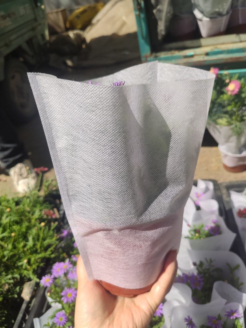 批发天竺葵驱蚊草垂钓天竺葵基地直供质量保证