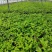 优质火焰南天竹自家基地直发100万待售，质量保证