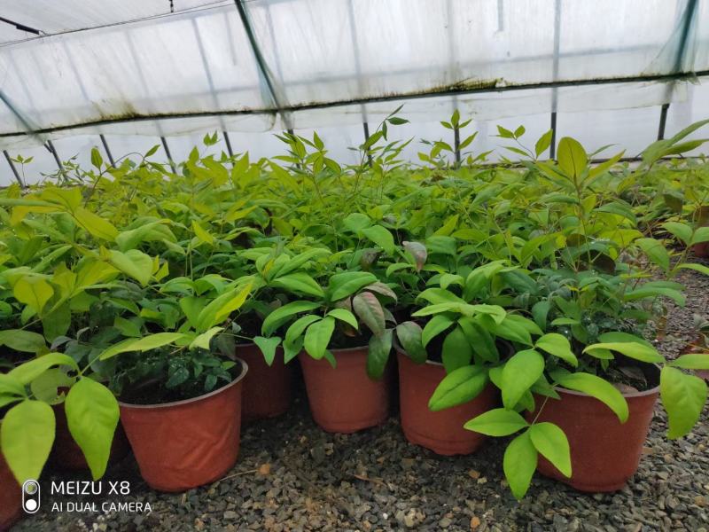 优质火焰南天竹自家基地直发100万待售，质量保证