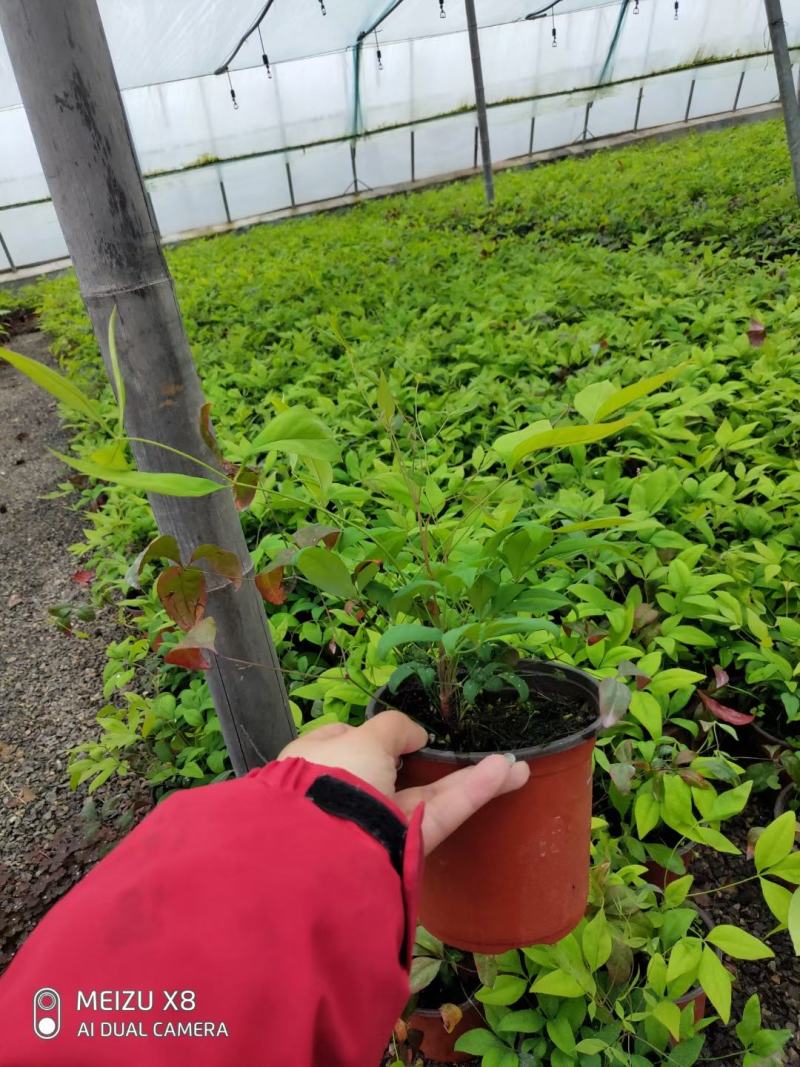 优质火焰南天竹自家基地直发100万待售，质量保证
