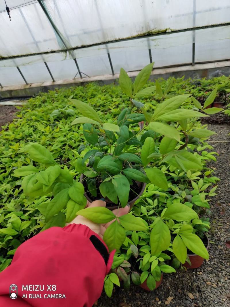 优质火焰南天竹自家基地直发100万待售，质量保证