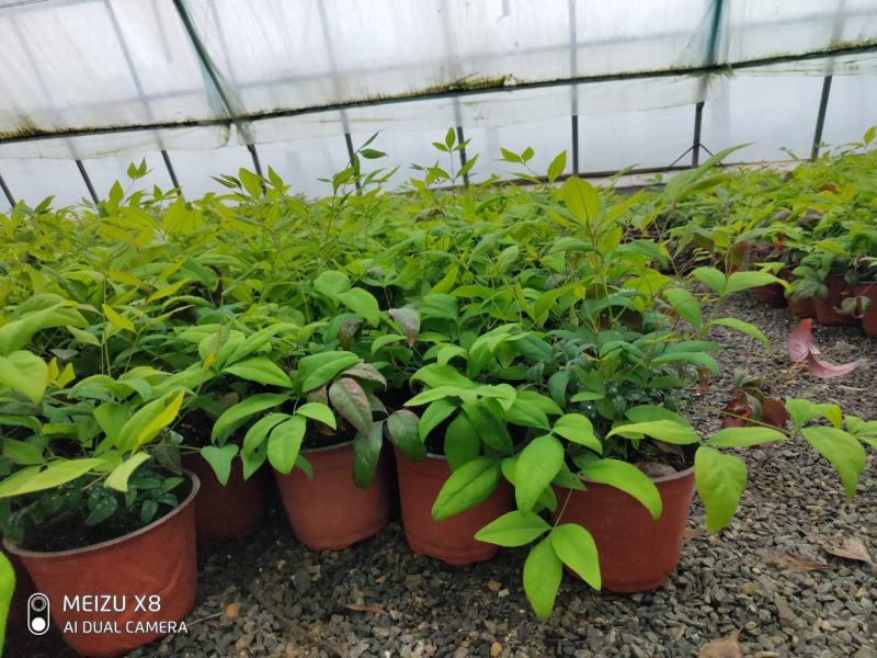 优质火焰南天竹自家基地直发100万待售，质量保证