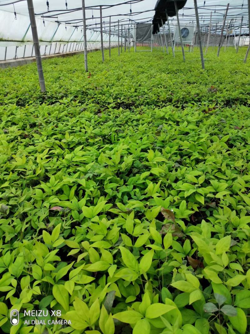 优质火焰南天竹自家基地直发100万待售，质量保证