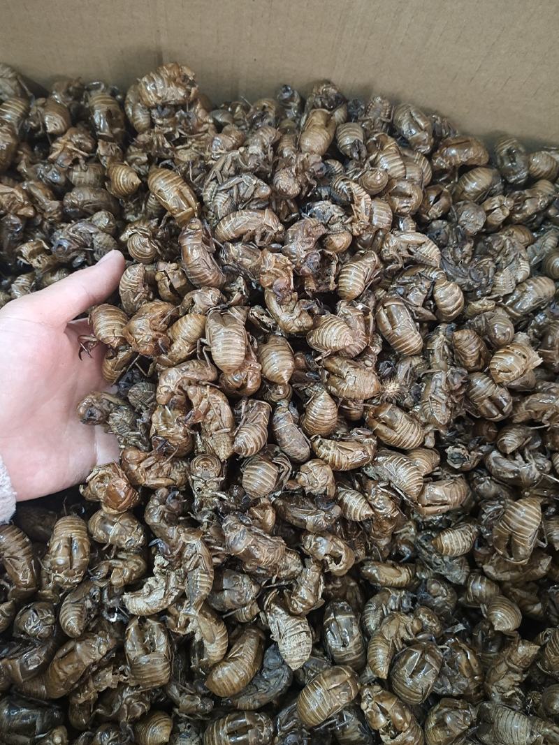蝉蜕土蝉蜕水洗蝉蜕手工筛选干净无杂质地道中药材