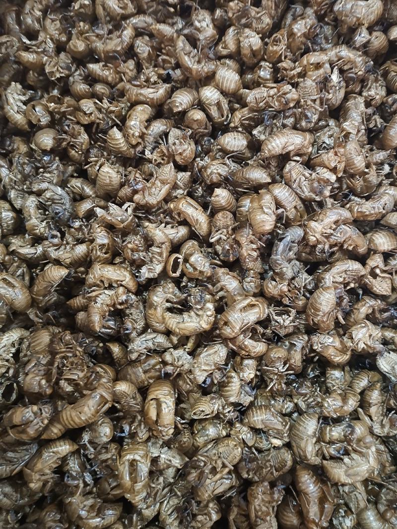 蝉蜕土蝉蜕水洗蝉蜕手工筛选干净无杂质地道中药材