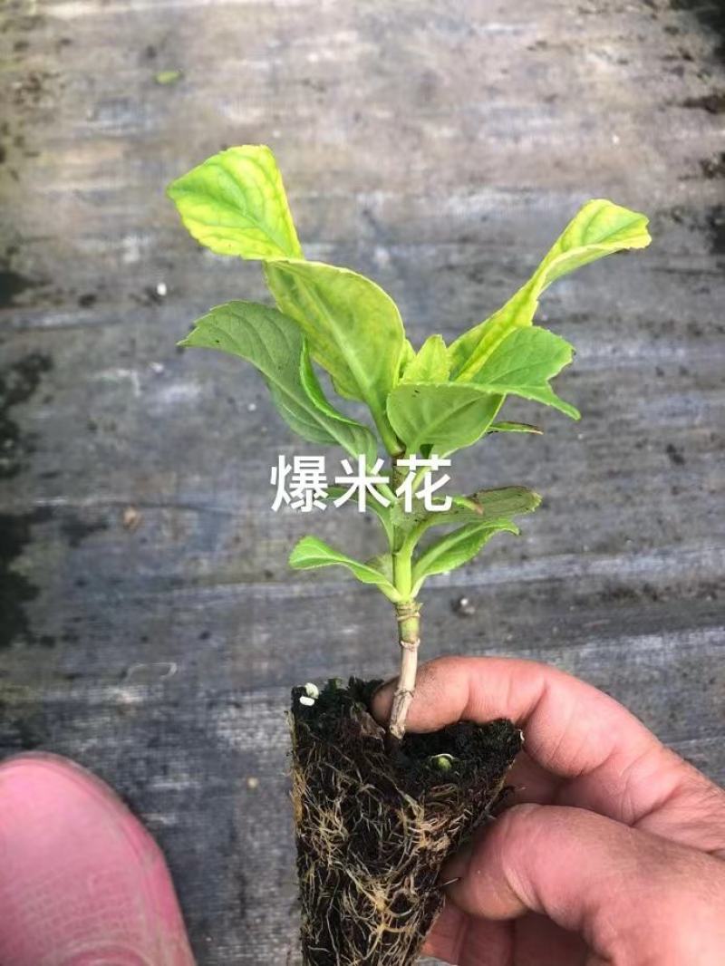 绣球穴盘苗绿化品种绣球各种规格都有基地直发