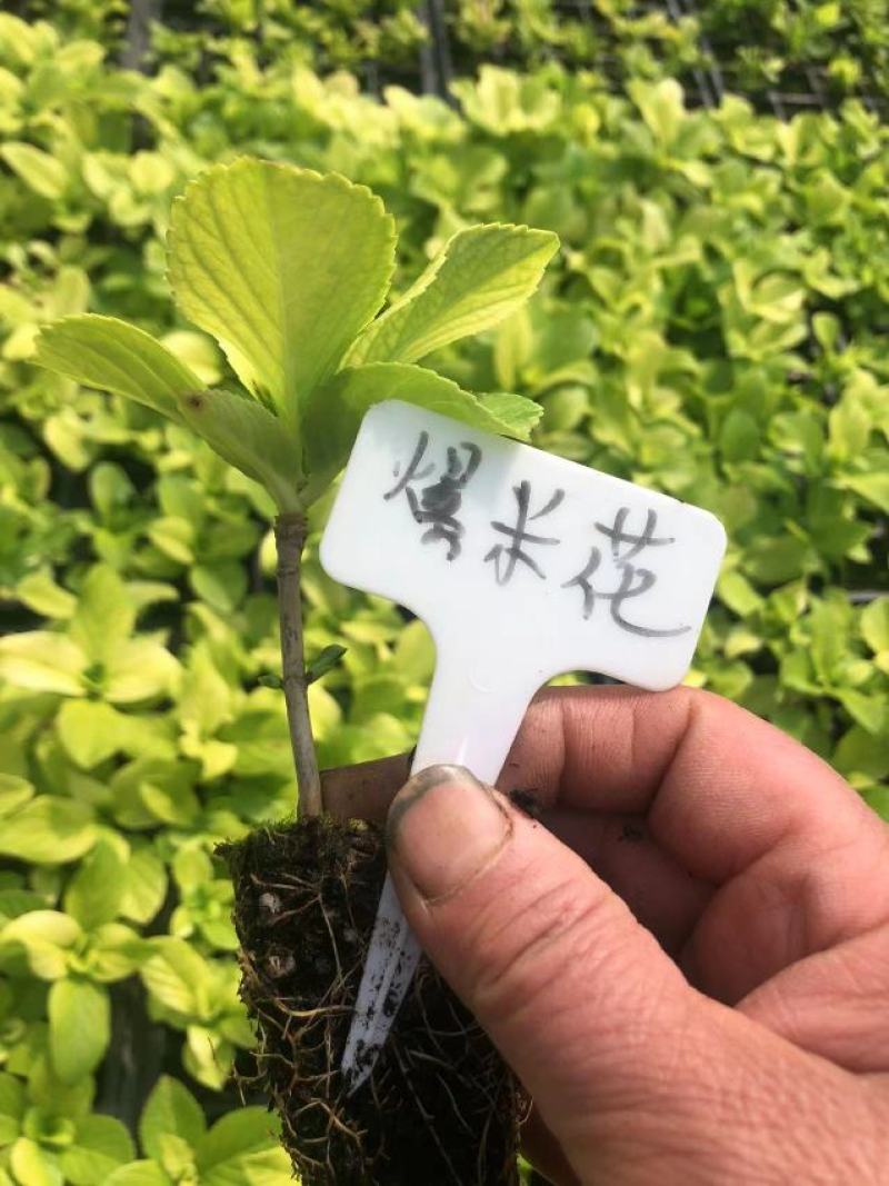 绣球穴盘苗绿化品种绣球各种规格都有基地直发