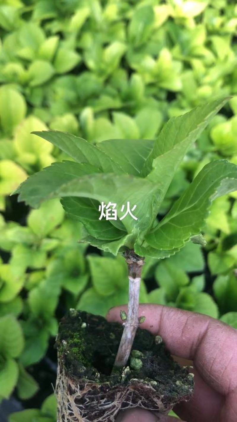 绣球穴盘苗绿化品种绣球各种规格都有基地直发