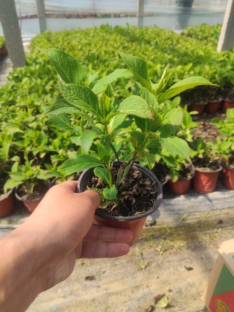 绣球穴盘苗绿化品种绣球各种规格都有基地直发