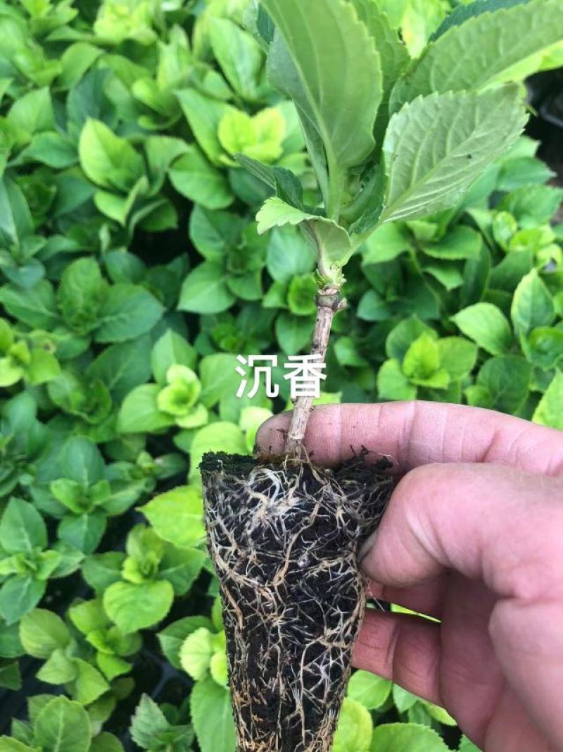 绣球穴盘苗绿化品种绣球各种规格都有基地直发