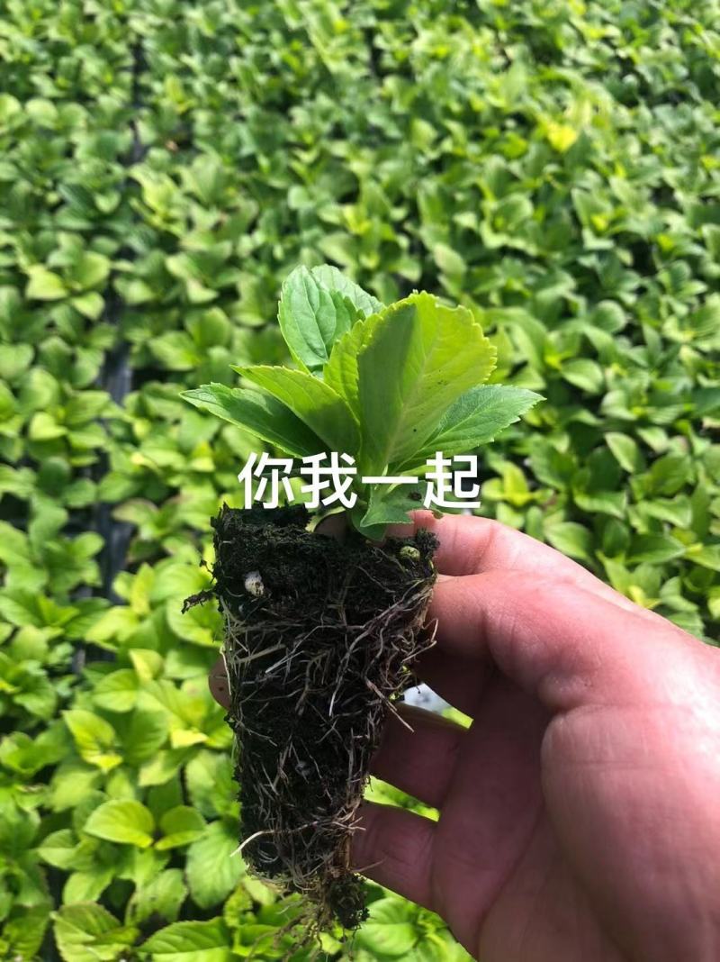 绣球穴盘苗绿化品种绣球各种规格都有基地直发