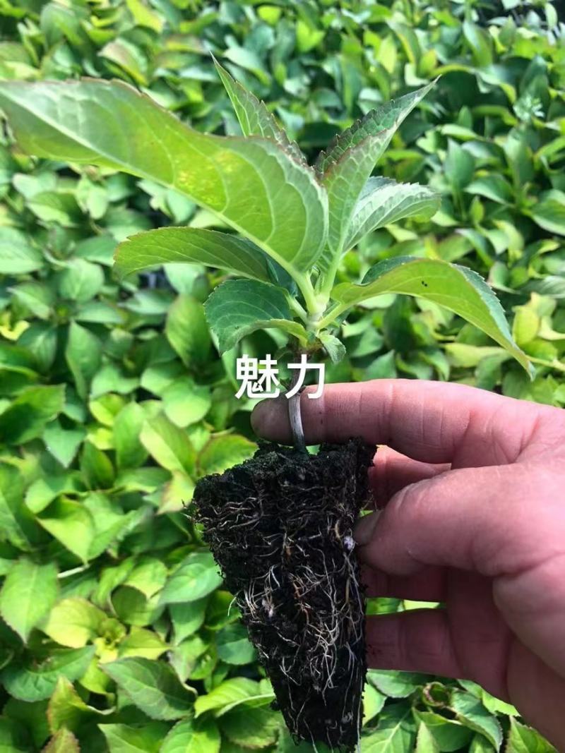 绣球穴盘苗绿化品种绣球各种规格都有基地直发