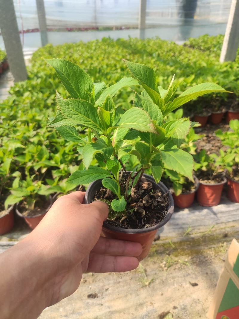 绣球穴盘苗绿化品种绣球各种规格都有基地直发