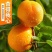 【好货】杏山西运城金太阳杏现摘现发品质保证欢迎咨询