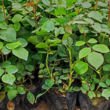 三季蔷薇蔷薇苗爬墙梅藤本玫瑰种植基地质量保证
