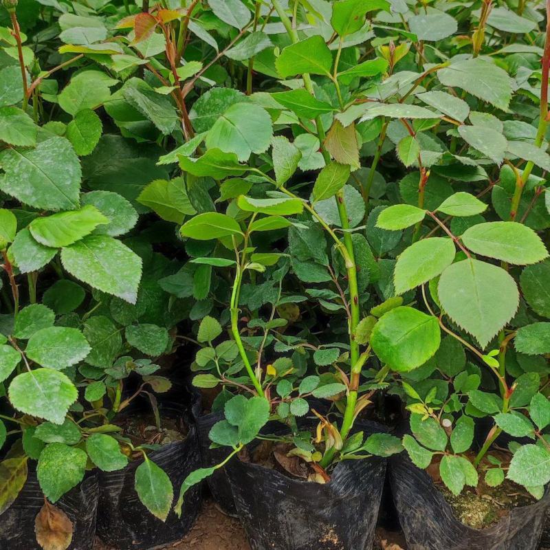 三季蔷薇蔷薇苗爬墙梅藤本玫瑰种植基地质量保证