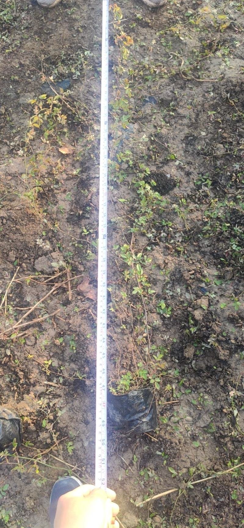 三季蔷薇蔷薇苗爬墙梅藤本玫瑰种植基地质量保证