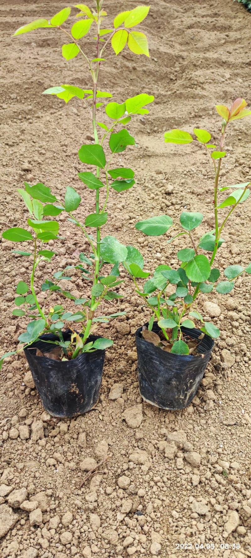 三季蔷薇蔷薇苗爬墙梅藤本玫瑰种植基地质量保证