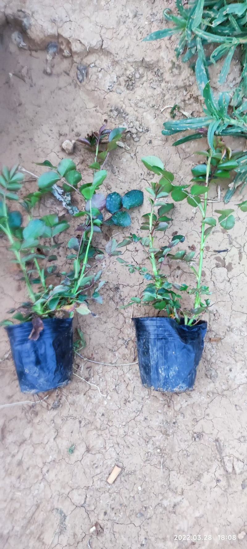 三季蔷薇蔷薇苗爬墙梅藤本玫瑰种植基地质量保证