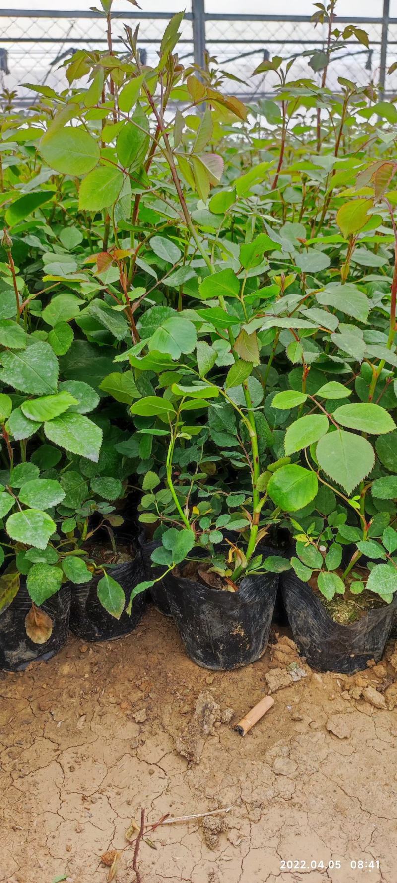 三季蔷薇蔷薇苗爬墙梅藤本玫瑰种植基地质量保证