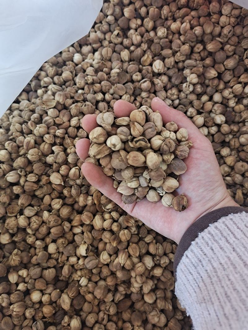 白豆蔻白蔻白蔻仁香料火锅底料正宗地道白豆蔻调味