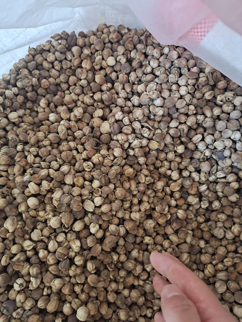 白豆蔻白蔻白蔻仁香料火锅底料正宗地道白豆蔻调味