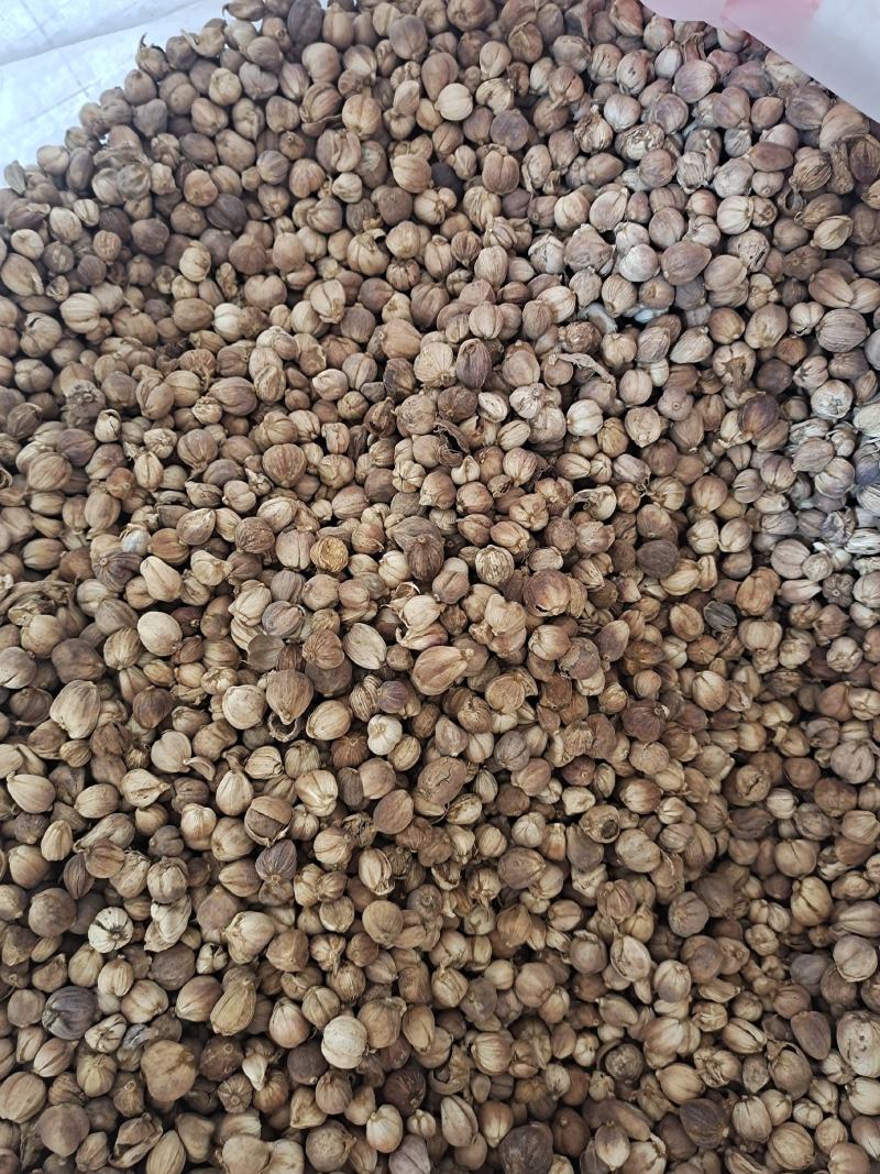 白豆蔻白蔻白蔻仁香料火锅底料正宗地道白豆蔻调味
