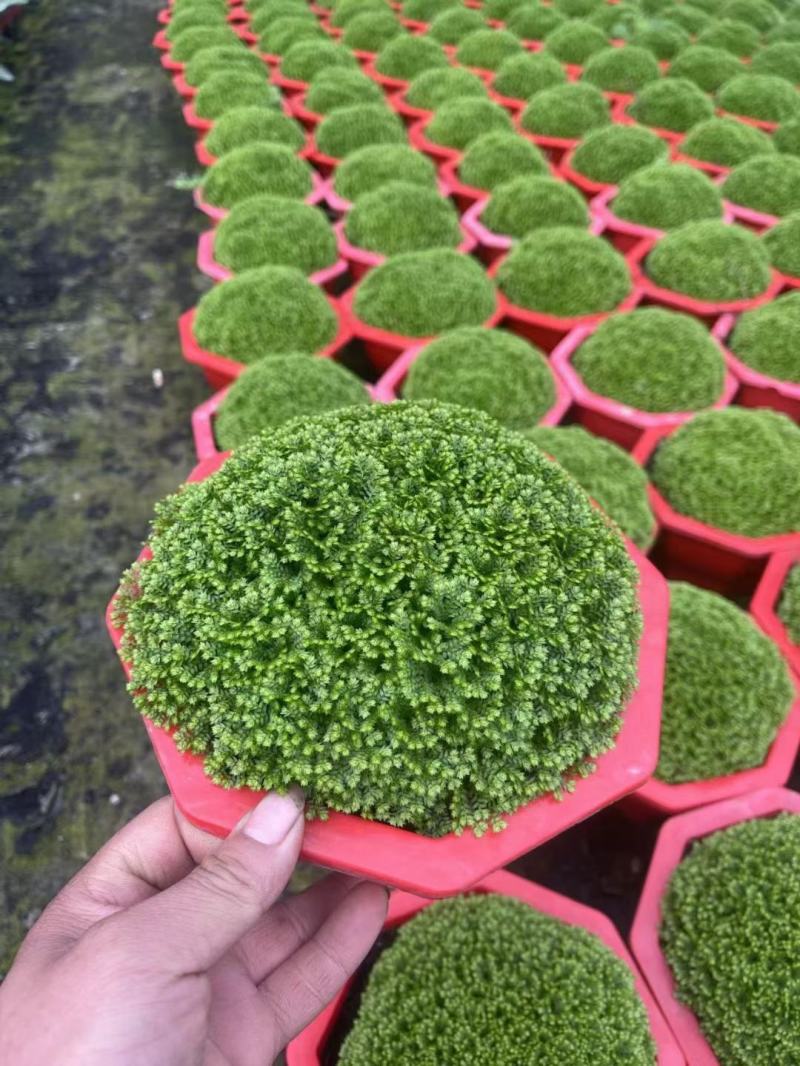 绿地球翠云草基地直发一手货源大量有货质量保证