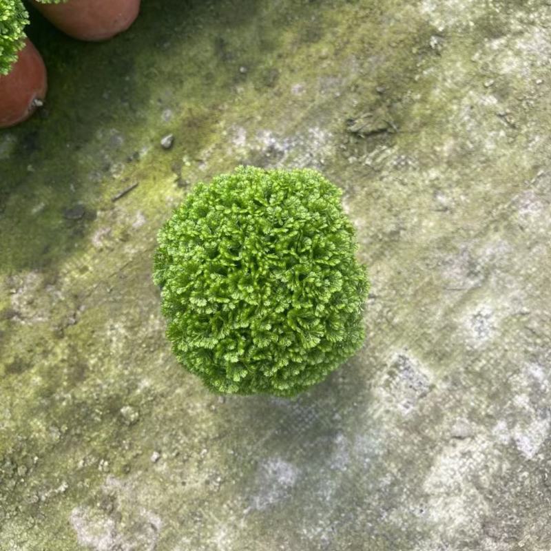 绿地球 翠云草 基地直发 一手货源 大量有货 质量保证