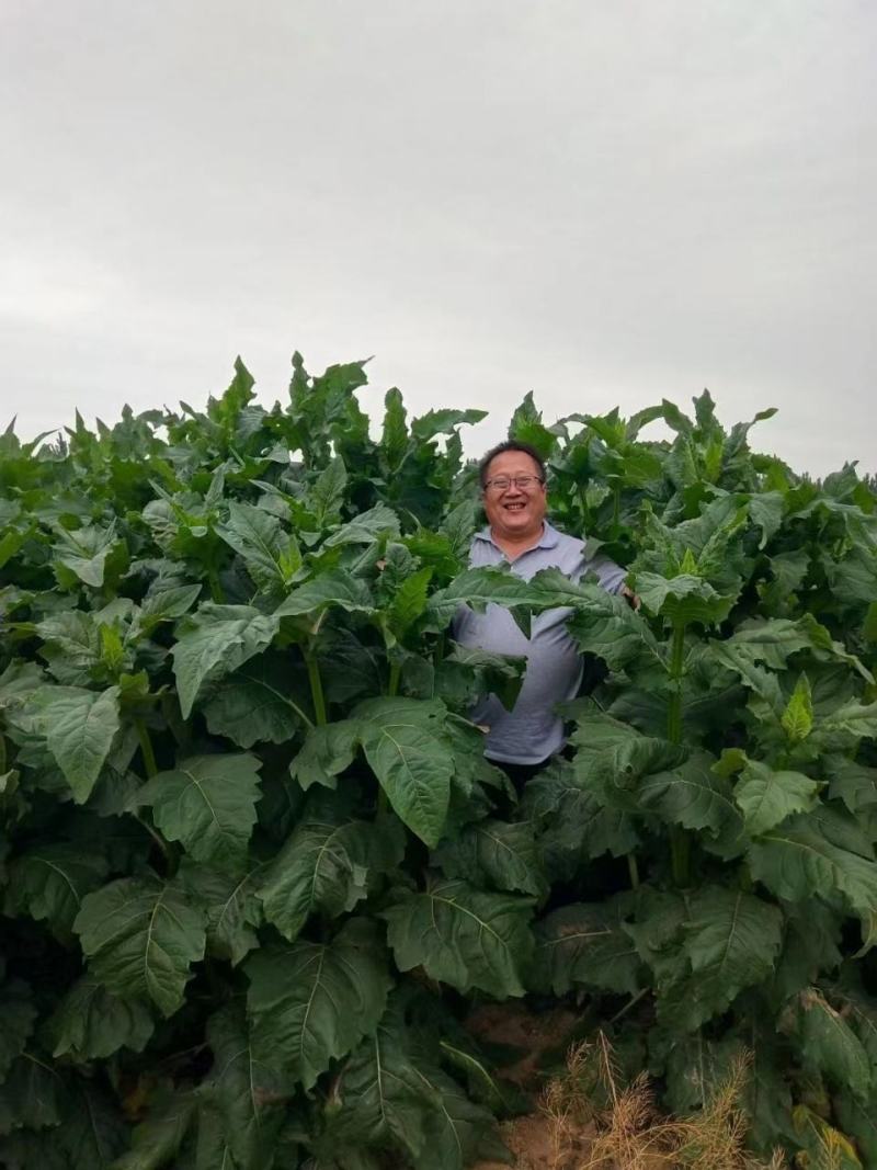 高产耐寒耐热串叶松香草种子多年生牧草猪牛羊鹅牲畜牧草