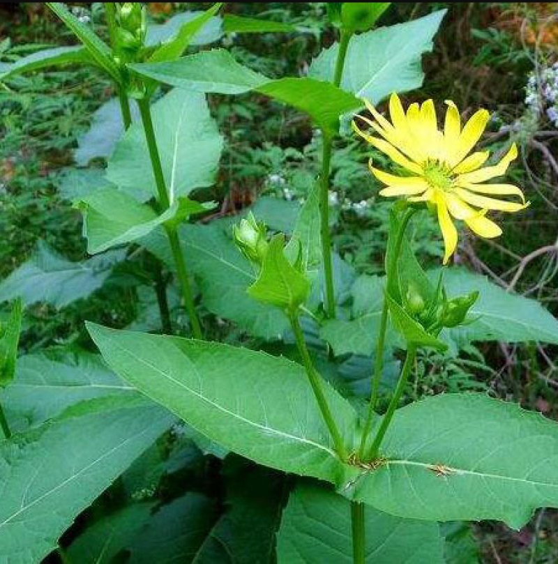 高产耐寒耐热串叶松香草种子多年生牧草猪牛羊鹅牲畜牧草