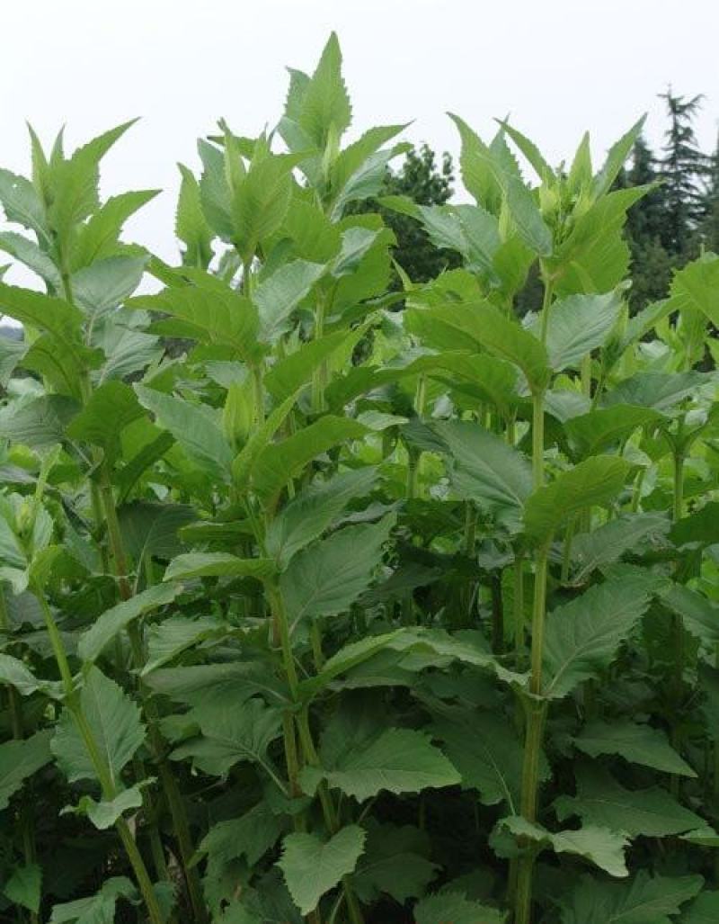 高产耐寒耐热串叶松香草种子多年生牧草猪牛羊鹅牲畜牧草