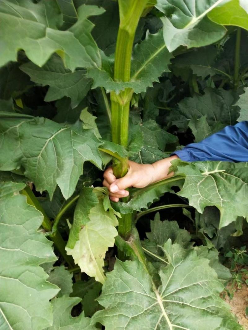 高产耐寒耐热串叶松香草种子多年生牧草猪牛羊鹅牲畜牧草