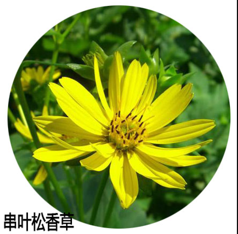 高产耐寒耐热串叶松香草种子多年生牧草猪牛羊鹅牲畜牧草